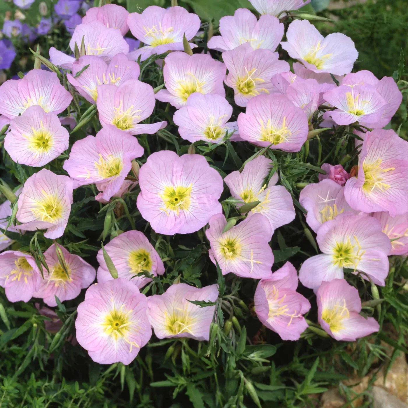 Showy Evening Primrose Seeds Pink Ladies Oenothera speciosa Mexican Primrose Free Shipping