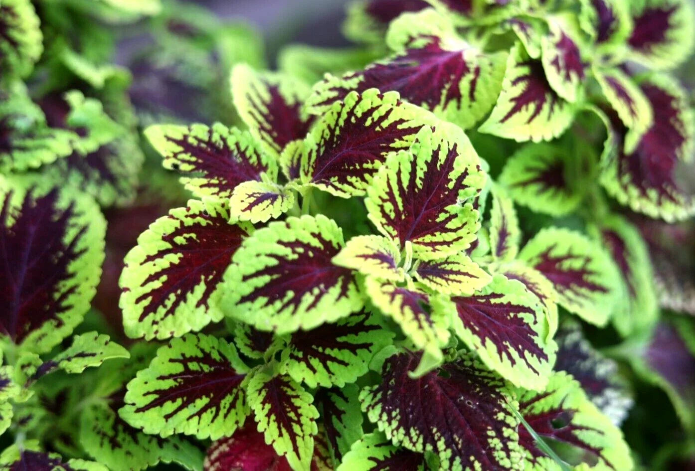 Coleus Cuttings 10 Pack - Variegated Tropical Plants for Partial Shade - Plectranthus scutellarioides