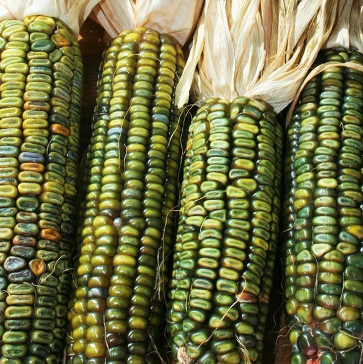 Oaxacan Green Dent Corn Seeds & Blue Gold Glass Gem Popcorn Seeds | Heirloom Zea mays 2025