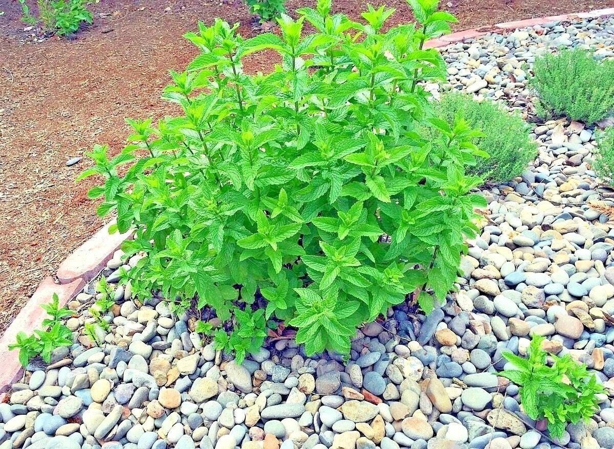 Organic Peppermint Seeds - Mentha × piperita Herb for Culinary & Medicinal Use, Container & Shade Garden