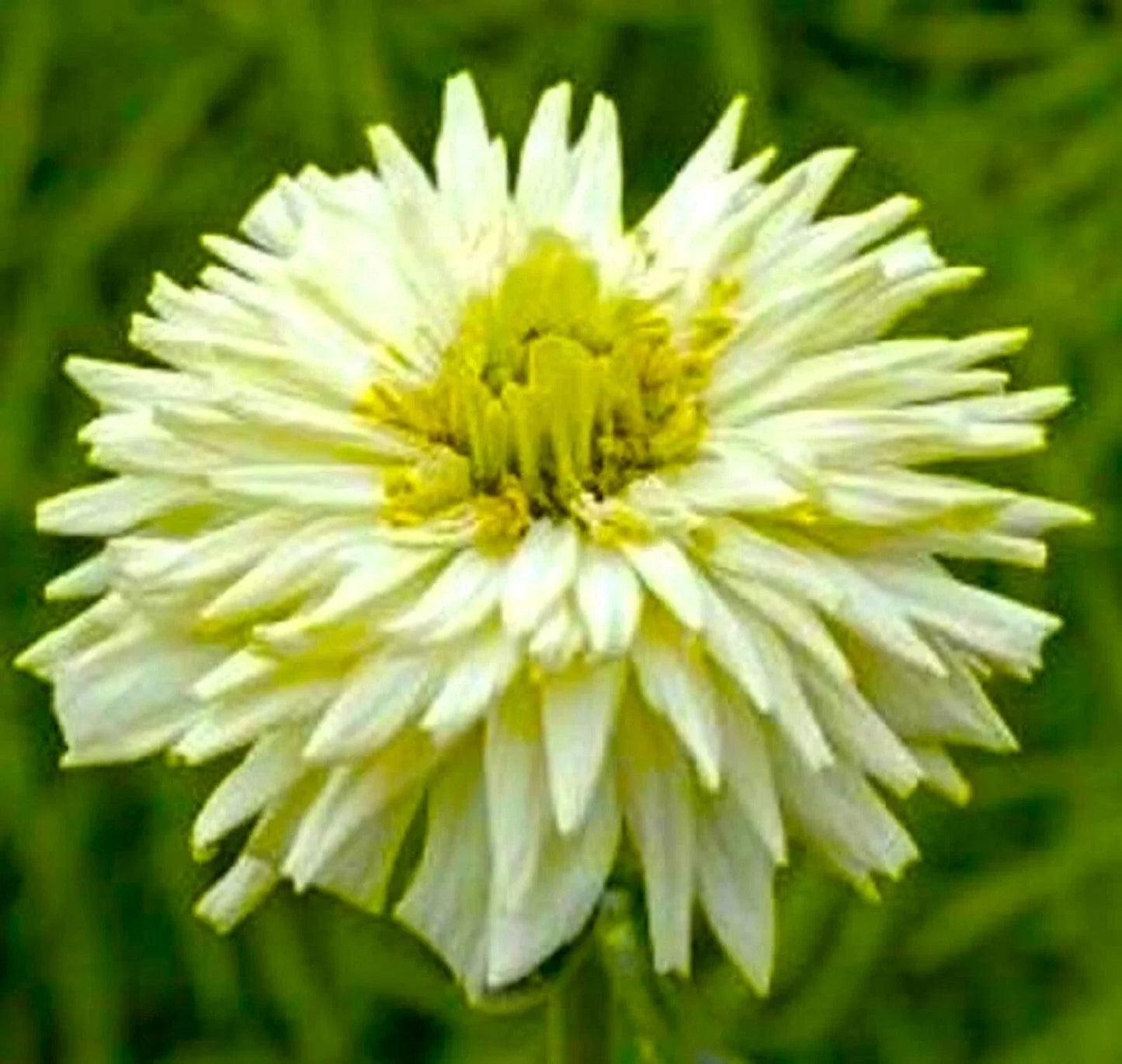 Giant Cactus Zinnia Seeds - White Blooms - 100+ Seeds - Zinnia elegans