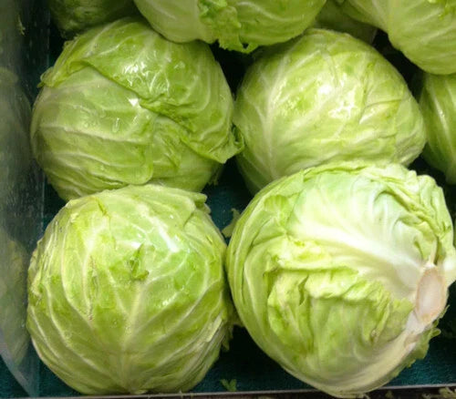 Cabbage Seeds 175 Count Danish Ballhead Variety Brassica oleracea - GroCo USA