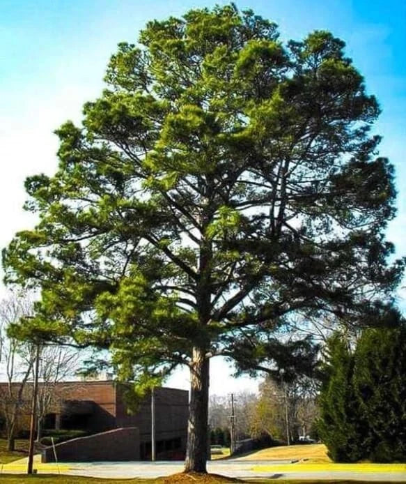 Loblolly Pine Seedlings - 1-2 Feet, Fast-Growing Evergreen Tree, Pinus taeda, Reforestation & Landscaping