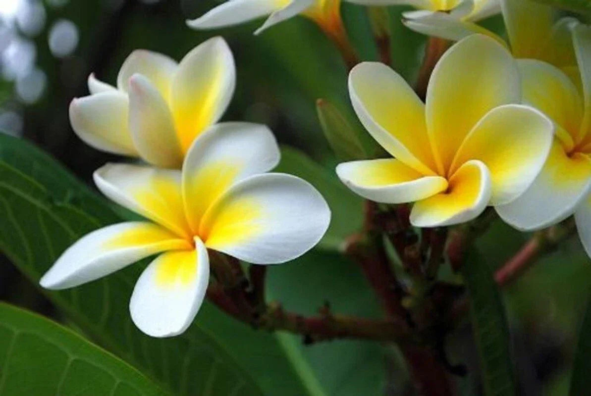 Plumeria Seeds 5 Pack - White Yellow Flower - Perennial Plumeria rubra