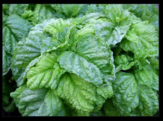 Lettuce Leaf Basil Seeds - Heirloom Ocimum basilicum, 100-5000 Seeds