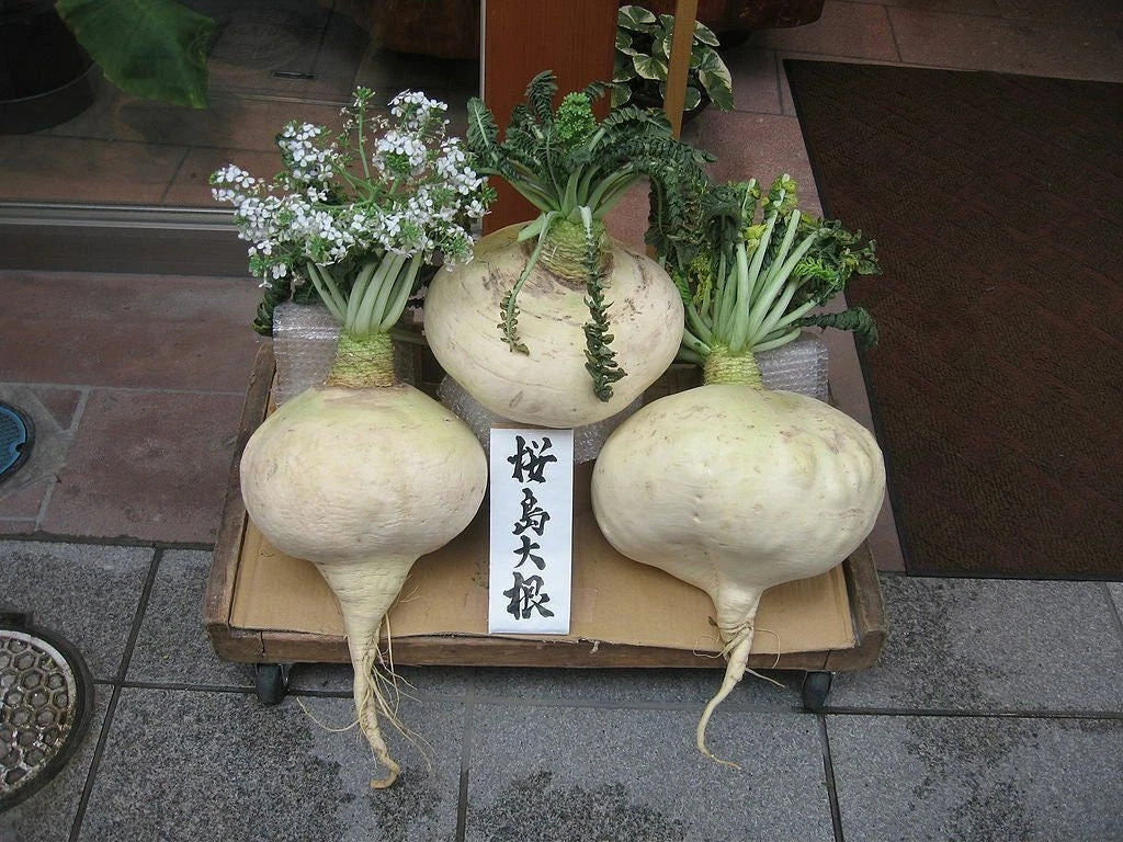 Sakurajima Mammoth Daikon Seeds, Large Mild Sweet Radish, Raphanus sativus, Heirloom Vegetable Seeds for Garden