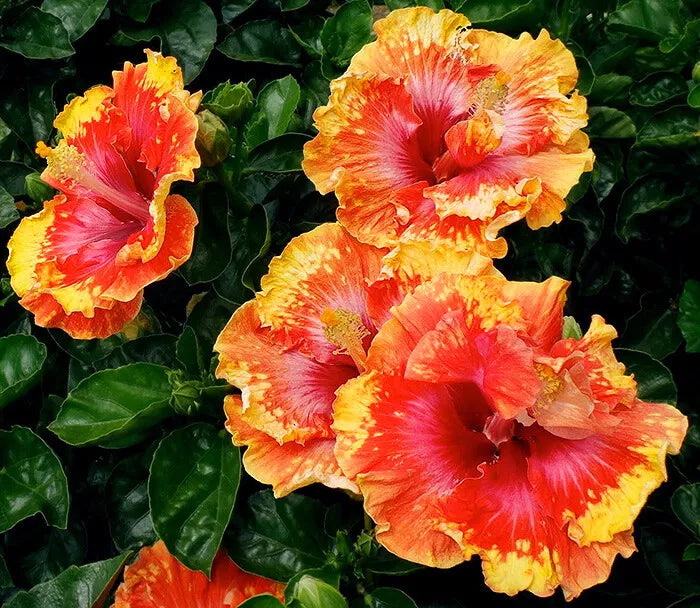 Hibiscus Seeds - 20 Perennial Flower Seeds - Vibrant Orange, Yellow, Red - Hibiscus rosa-sinensis