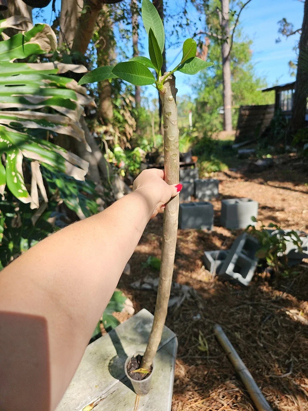XL Rooted Plumeria Live Plant 3 Ft White Yellow Flowers - Plumeria rubra - 3" Pot
