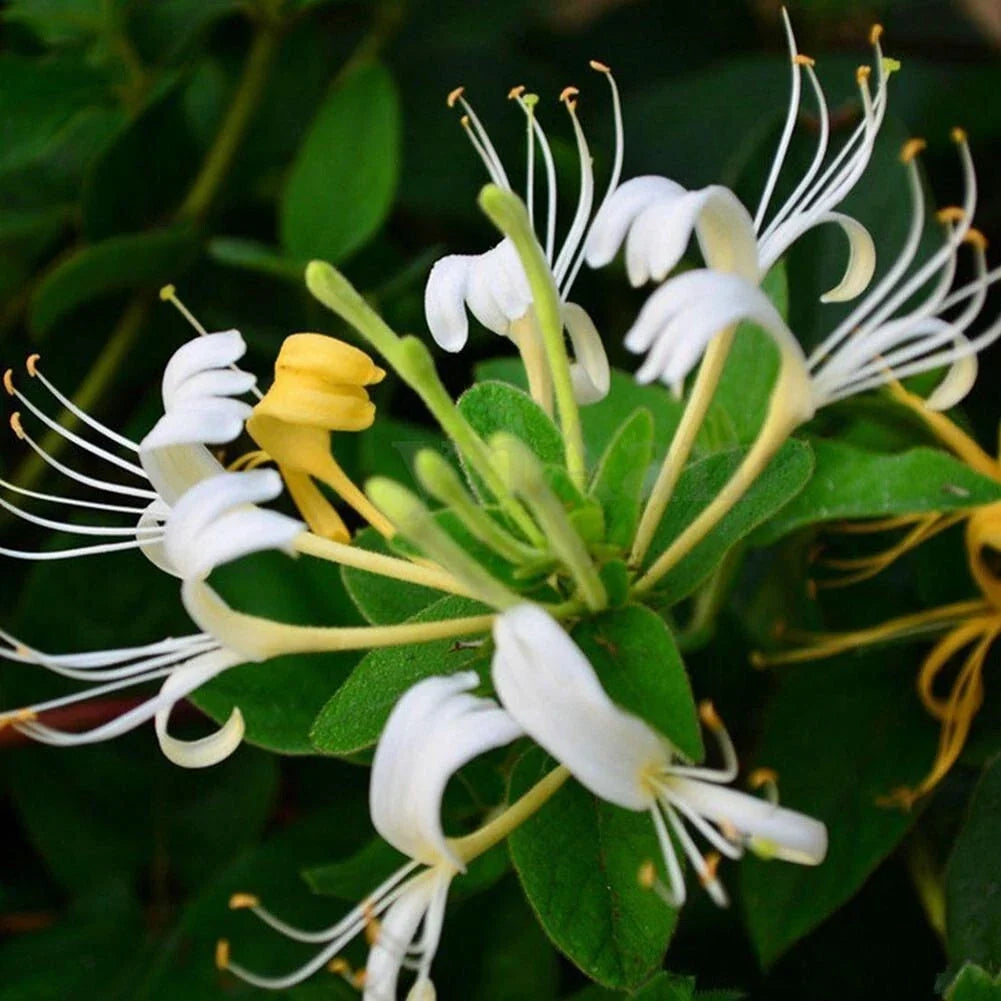 Honeysuckle Starter Plants - 2 Small Climbing Vines for Garden - Lonicera spp. - Fragrant, Pollinator Attracting