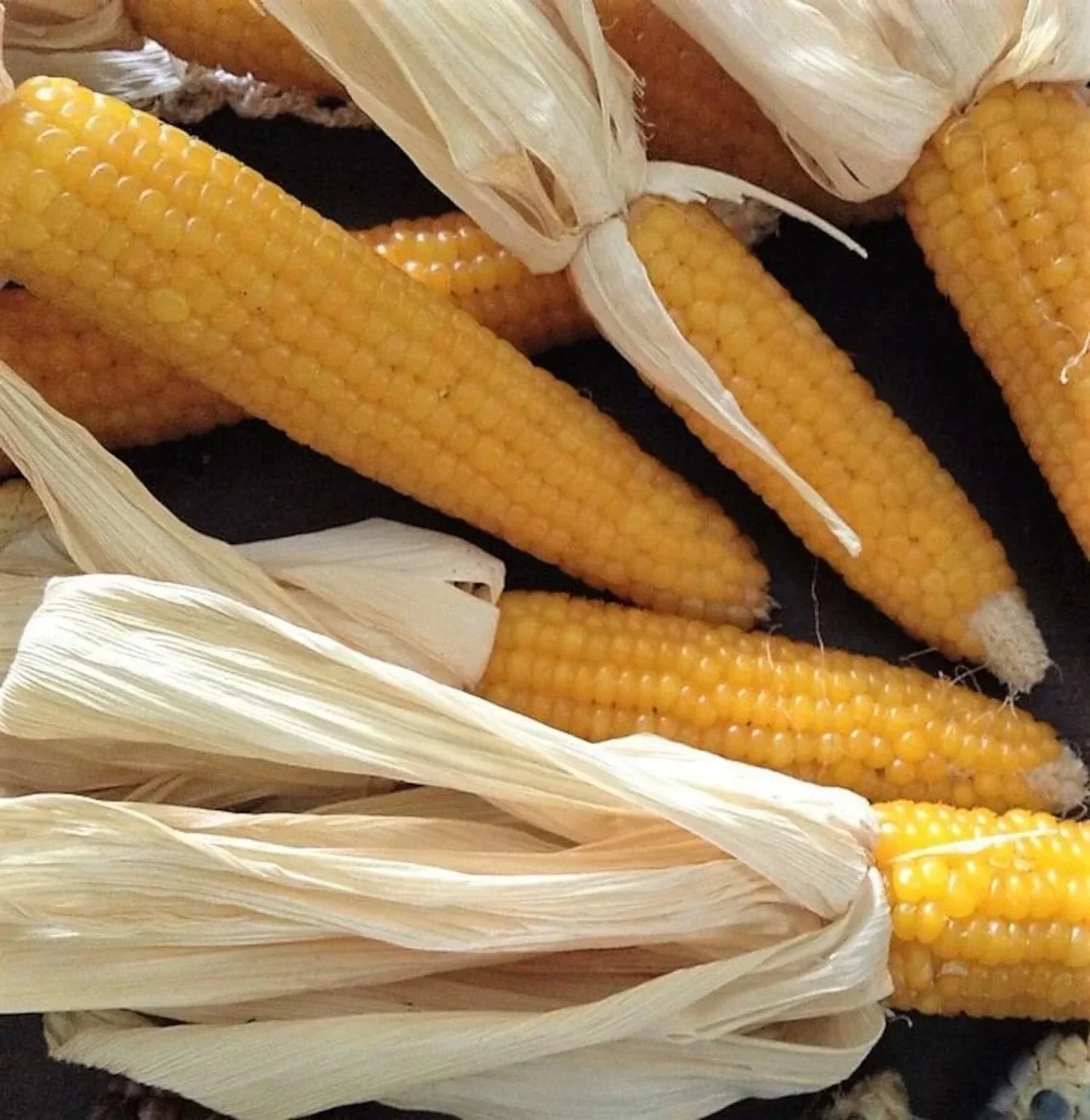 Lady Fingers Popcorn Seeds - Non-GMO Zea mays everta for Home Garden Planting, Tender Kernels, Easy to Grow