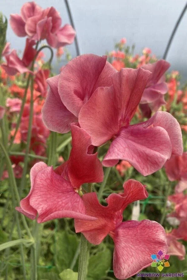 Sweet Pea Seeds 50 MM Heirloom Lathyrus odoratus Garden Climbing Vine for Spring Blooms