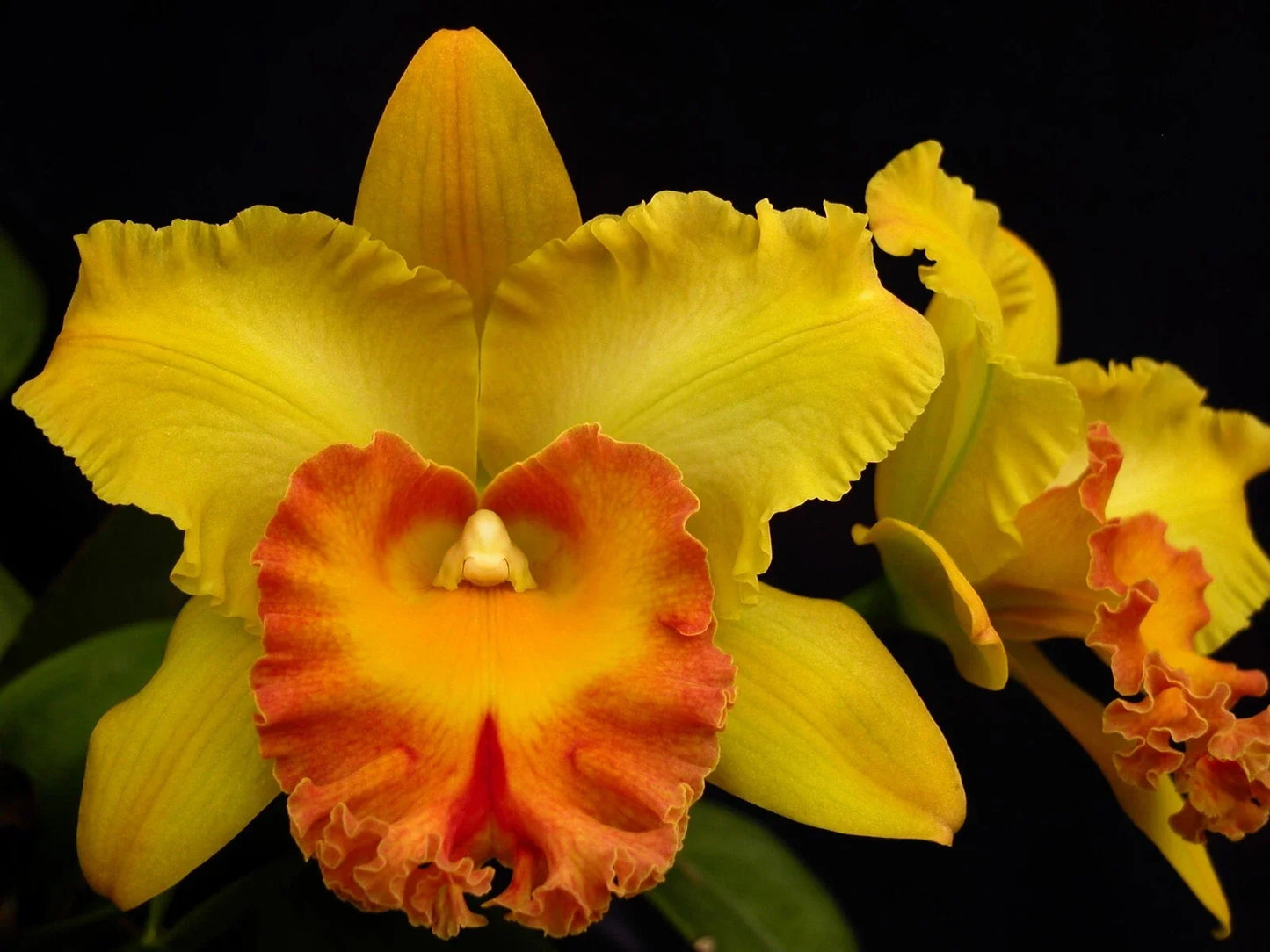 Cattleya Orchid Plant 2.5" Pot Rhyncholaeliocattleya 'Carmela' Hawaiian Venture Fragrant Bloom