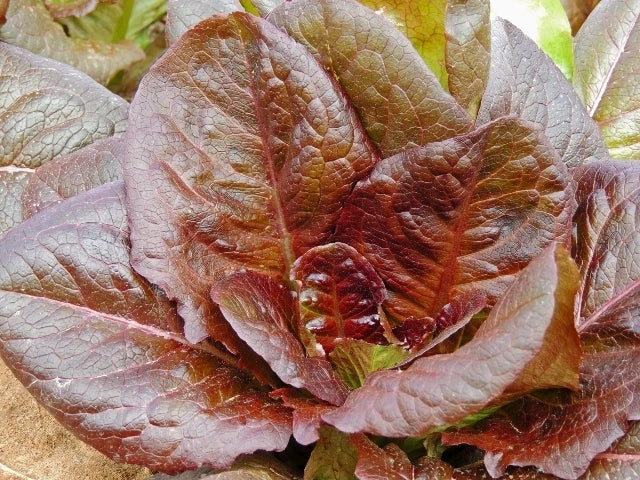Cimmaron Romaine Lettuce Seeds - Non-GMO Lactuca sativa for Home Gardening