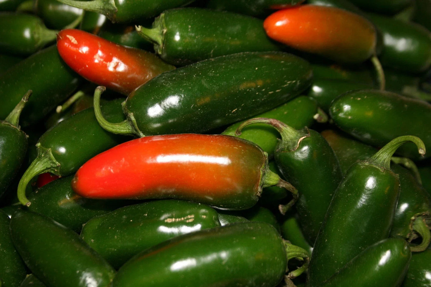 Hot Early Jalapeno Seeds - 4oz Pack, Capsicum annuum, Spicy Pepper Seeds for Home Garden, Container Gardening, Salsa & Cooking