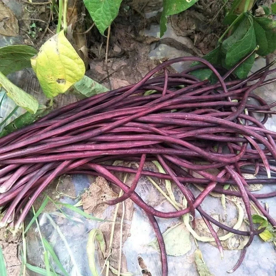Purple-Red Yard Long Bean Seeds, 15+ Asian Chinese Noodle Bean, Vigna unguiculata, Climbing Vine, Heirloom, Non-GMO