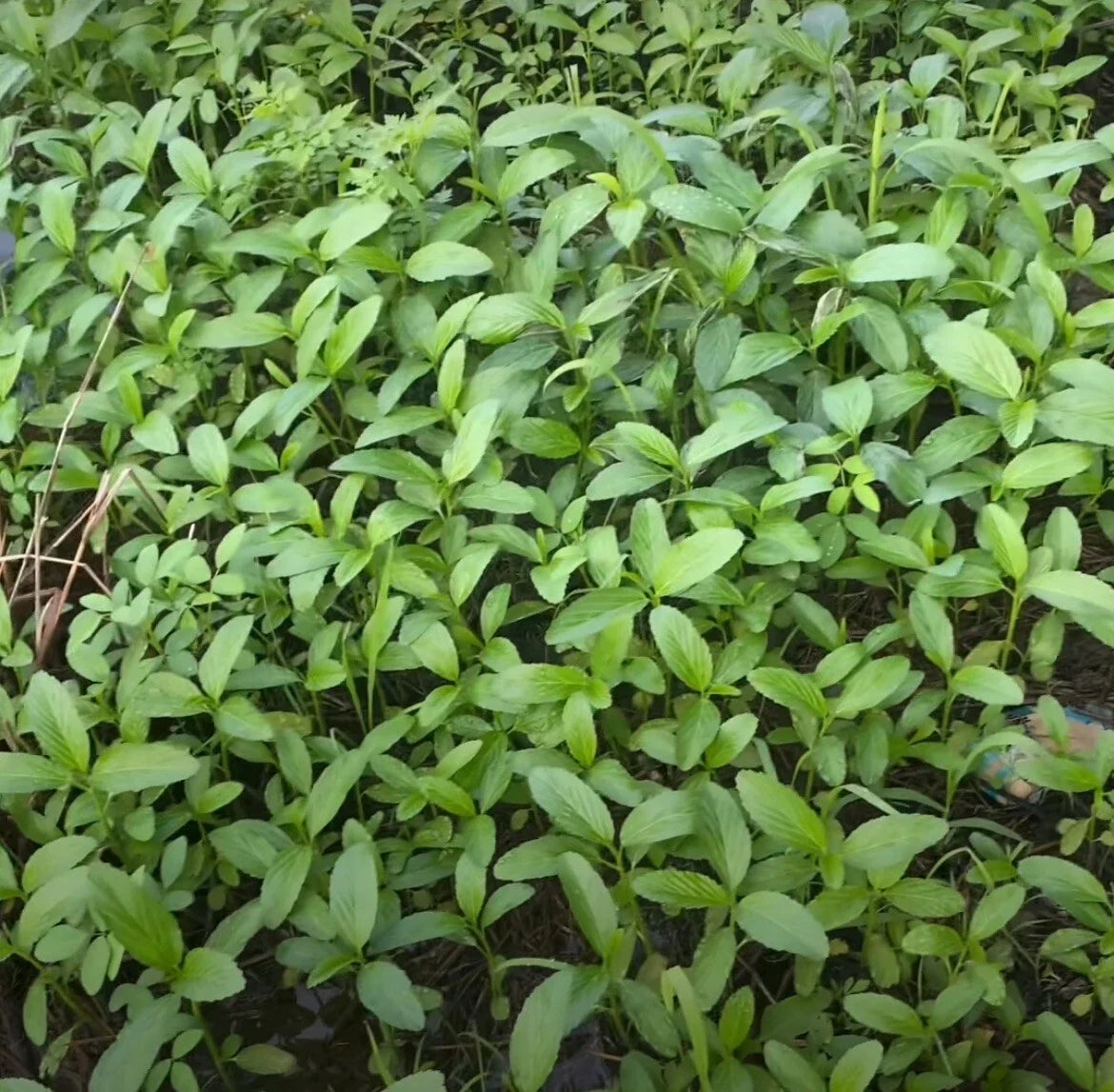 Egyptian Spinach Seeds, Saluyot, Jute, Molokhia - Over 200 High Germination Rate, Corchorus olitorius, Heirloom Variety