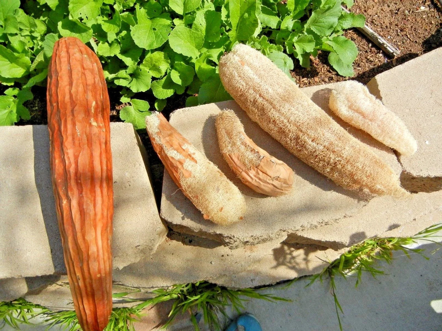 Luffa Sponge Gourd Seeds - Heirloom Loofah Seeds for Garden & Container - Luffa aegyptiaca, Natural Bath & Craft Sponges