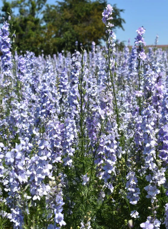 Rocket Larkspur Cut Flowers Light Blue Non-GMO 500 Seeds Delphinium ajacis