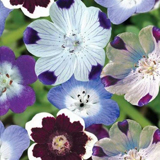 Nemophila Seeds Mixed Colors 500 Count Non-GMO - Vibrant Spring Wildflower