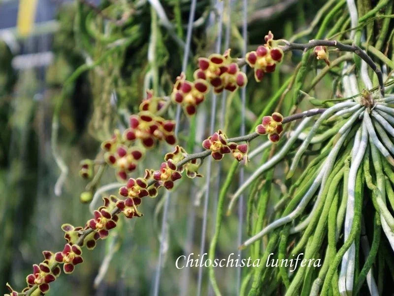 Leafless Orchid Plant - Chiloschista lunifera - Mounted SE Asia Variety for Indoor Gardens