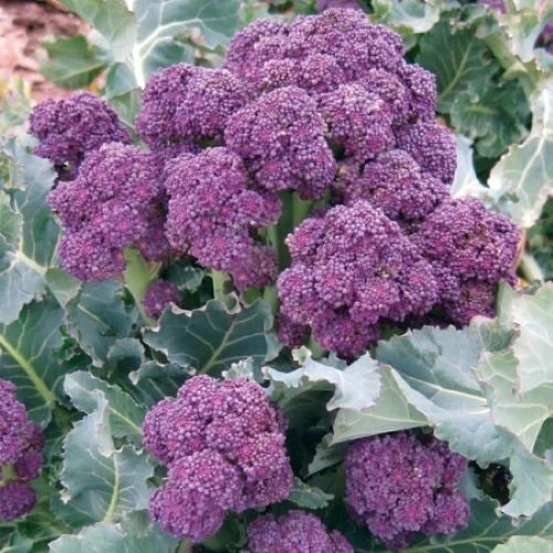 Purple Broccoli Seeds - 200+ Burgundy Sprouting - Cold Hardy Brassica oleracea Vegetable Seeds