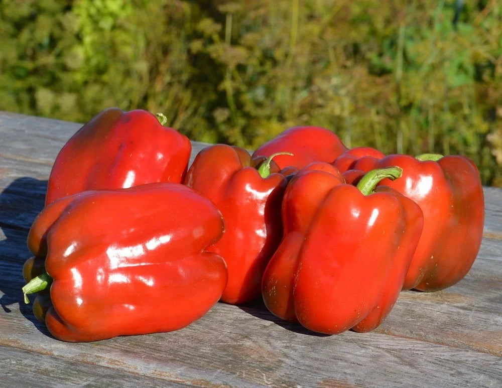 Fresh Big Red Sweet Pepper Seeds – Capsicum annuum, 25 Pack, Non-GMO, Vibrant Red Peppers for Garden, Container & Raised Bed Cultivation