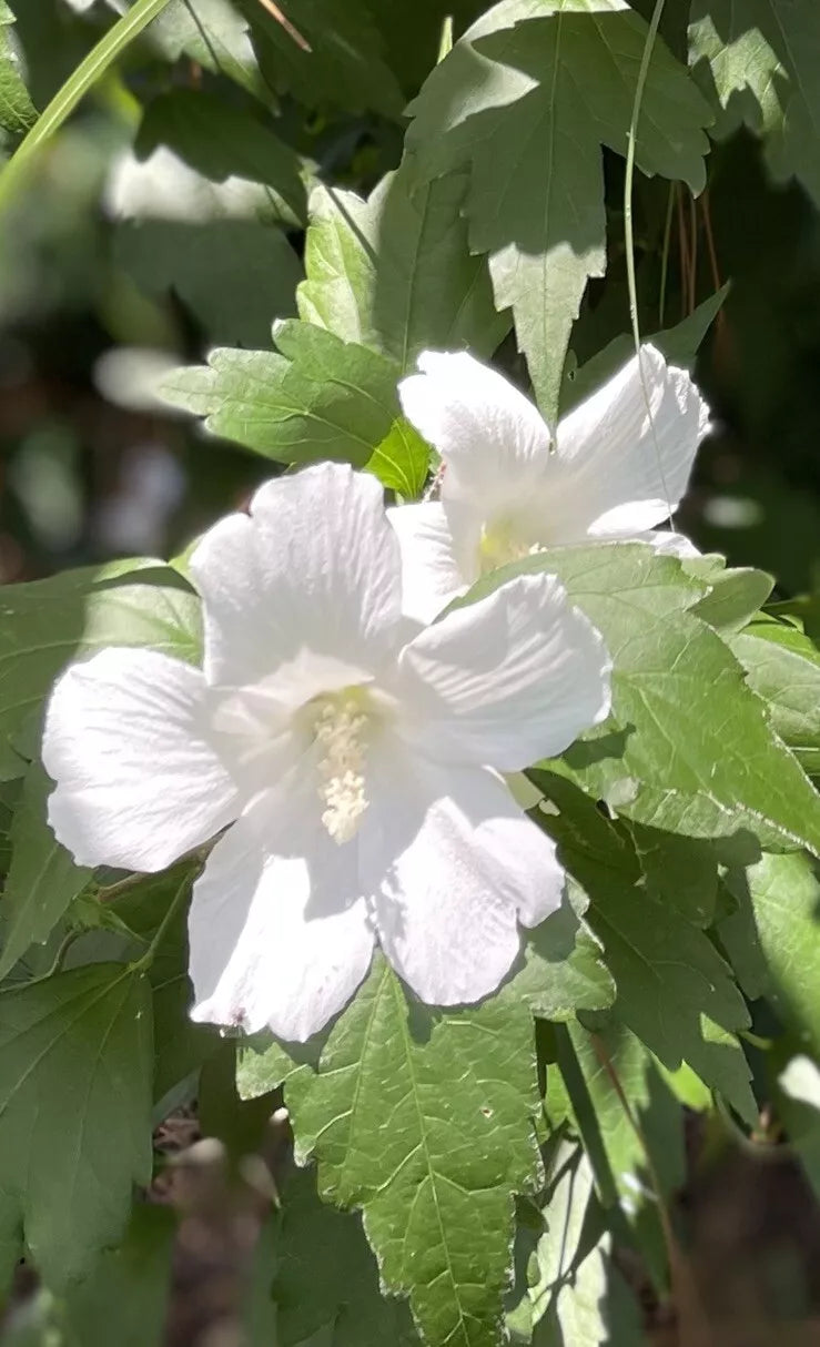 Rose of Sharon Hibiscus Live Plant Bare Roots 12" White Flowers Hibiscus syriacus Perennial Garden Shrub