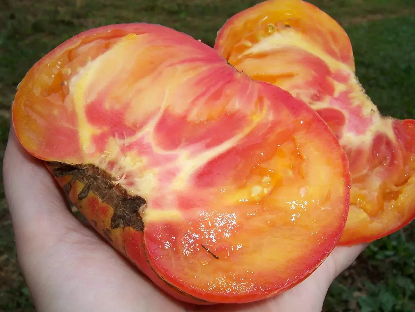 Big Rainbow Tomato Seeds - 10+ Heirloom Organic Non-GMO Rare Variety