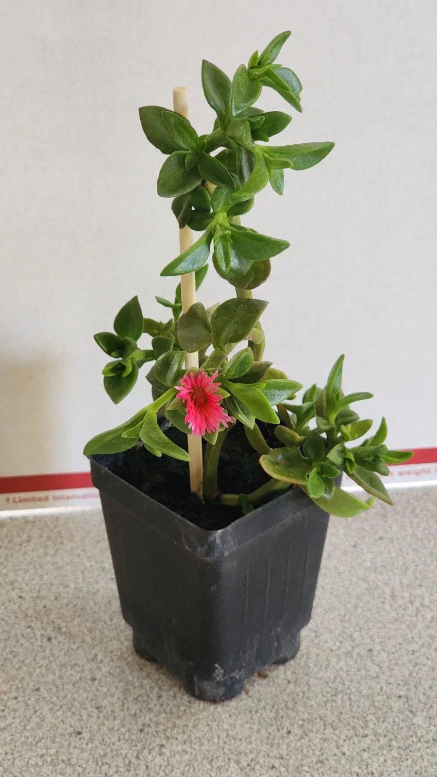 Sun Rose Red Apple Plant in Soil - Aptenia cordifolia, 6 to 8 Inches