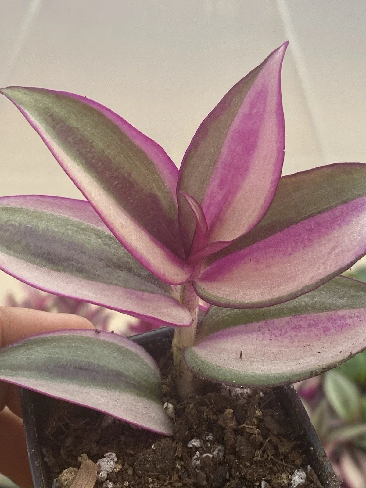 Tradescantia Quadricolor Rooted Cuttings - 2 Live Houseplants with Colorful Variegated Foliage, Trailing, Indoor Plant