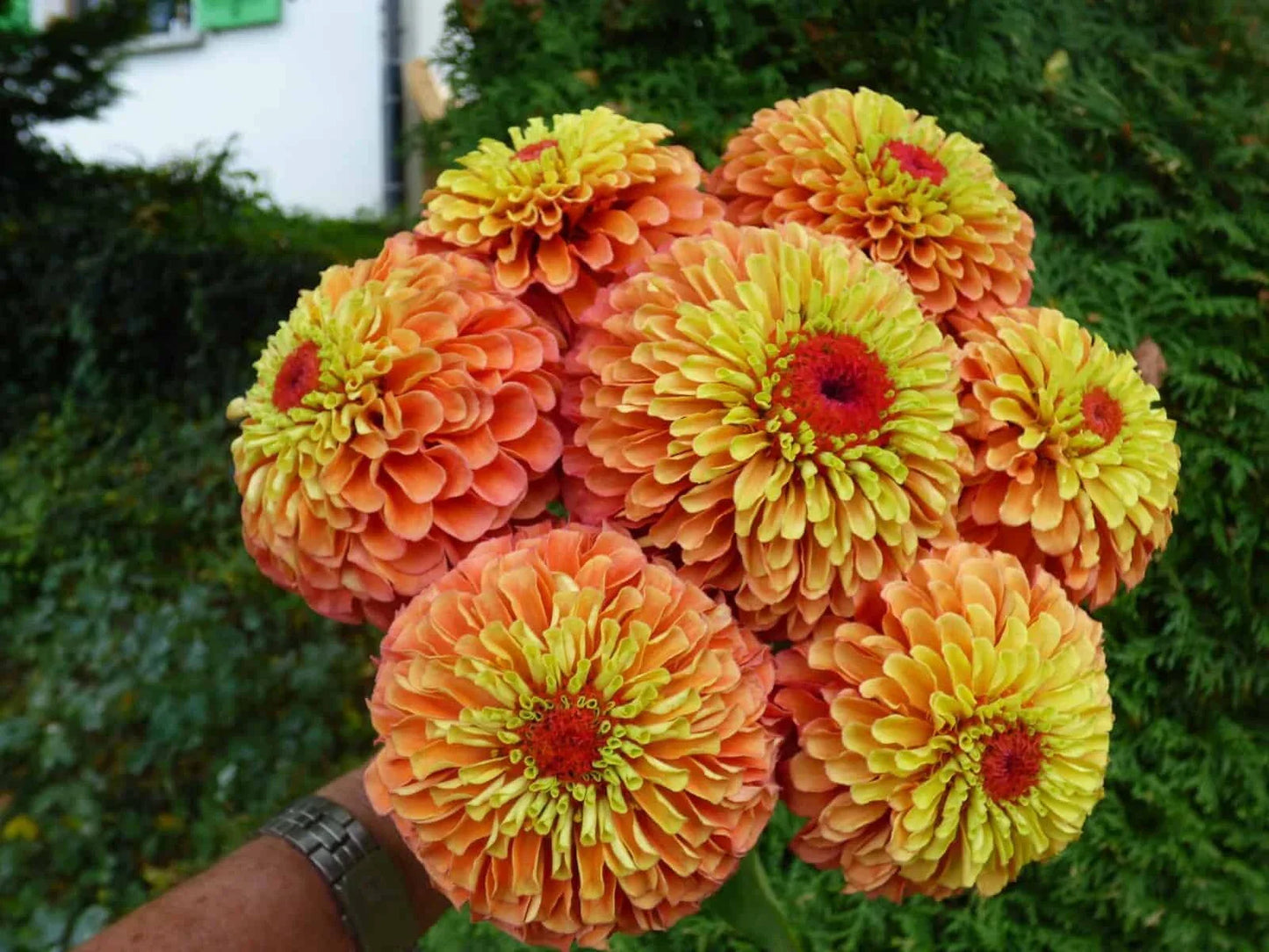 Queen Lime Orange Zinnia Seeds - 100+ Pack - Zinnia elegans - USA Grown