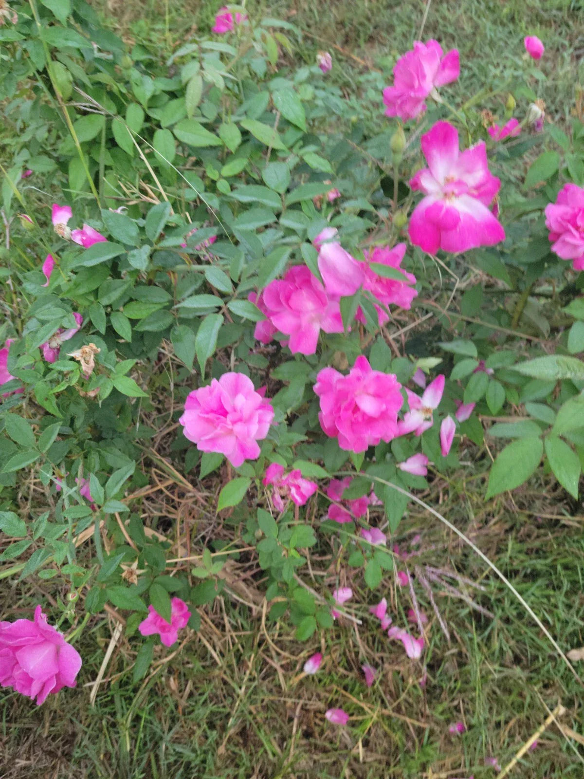 Pink Rose Cuttings 5 Fresh Unrooted Knockout Variety Rosa 'Radrazz'