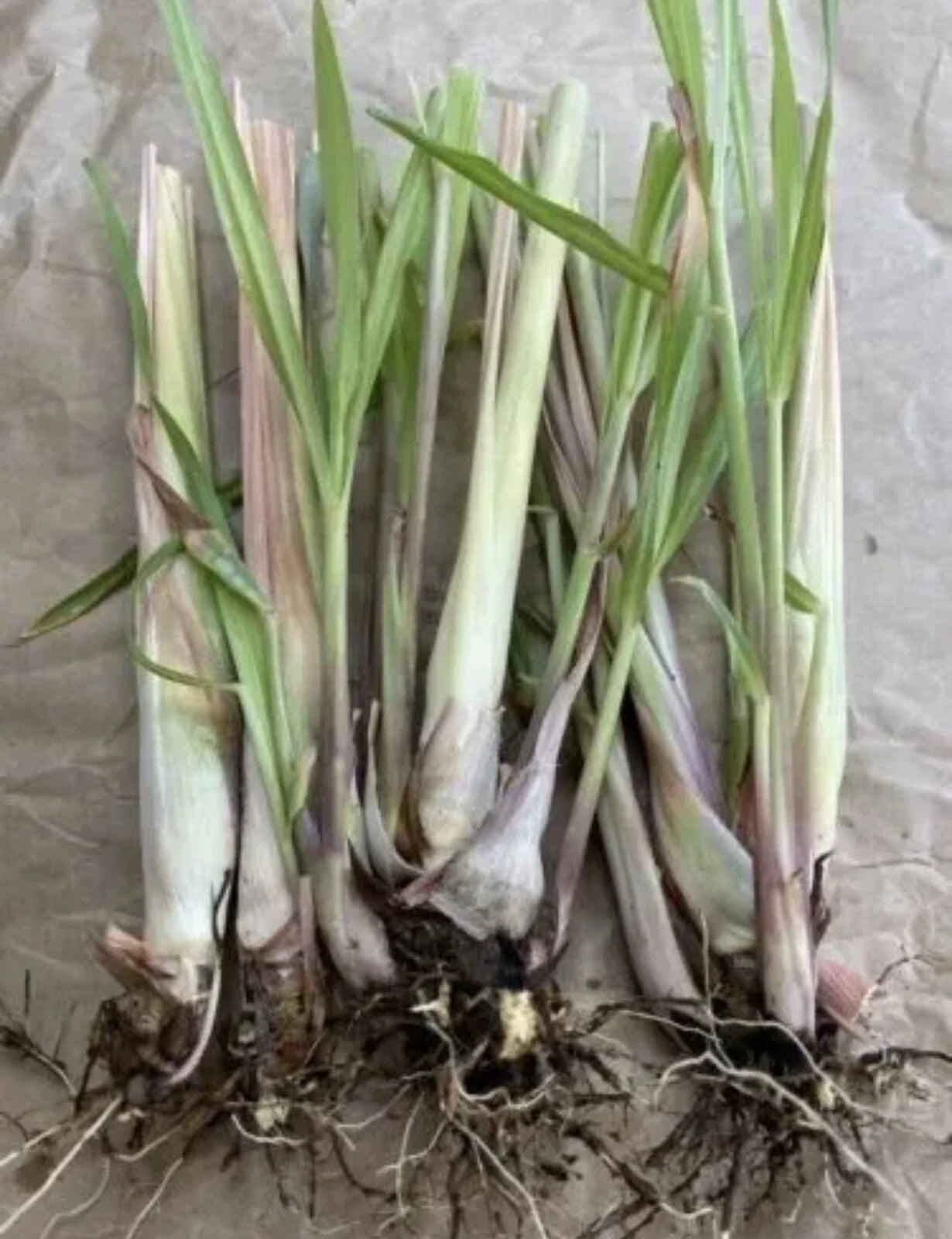 Bare Root Lemongrass Plants – Cymbopogon citratus – Easy to Grow Herb, Culinary & Aromatic, 5 Pack