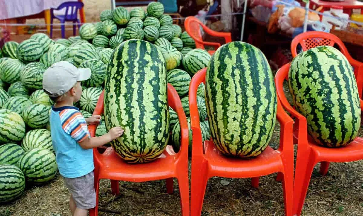 Congo Watermelon Seeds - Large Non-GMO Heirloom Organic Citrullus lanatus