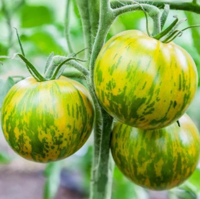 Tomato Seeds Green Zebra Heirloom 50 Pack Non-GMO Indeterminate