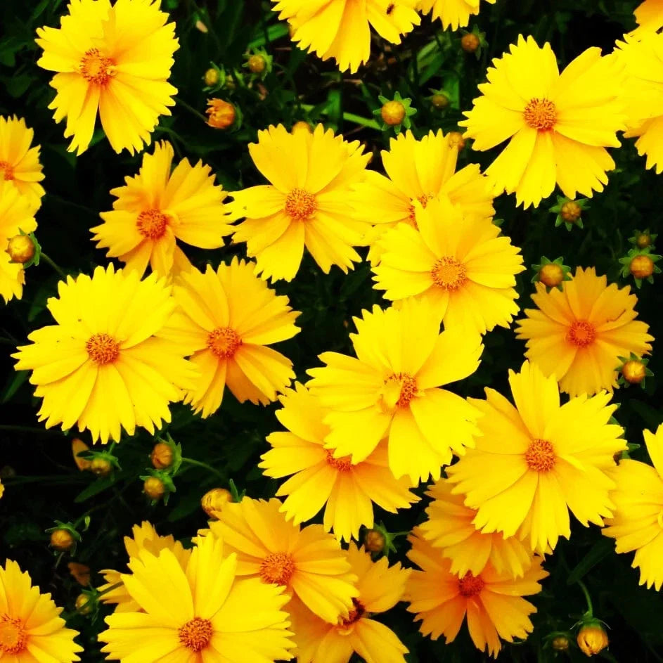 Lanceleaf Coreopsis Seeds - Yellow Flowering Perennial - Coreopsis lanceolata for Garden, Borders, Wildflower, Pollinator-Friendly