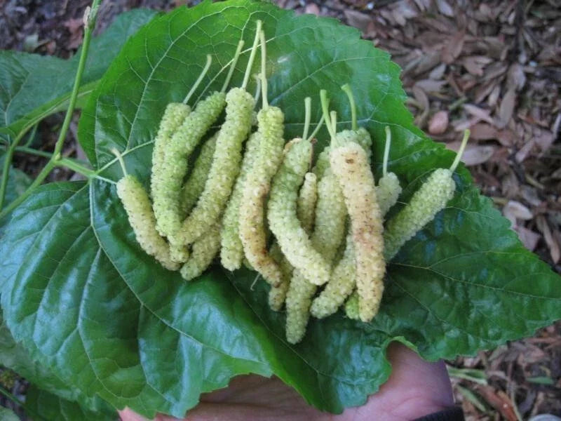 Pakistan White Mulberry Cuttings - Organic Fresh Rooting Grafting Morus alba var. multicaulis