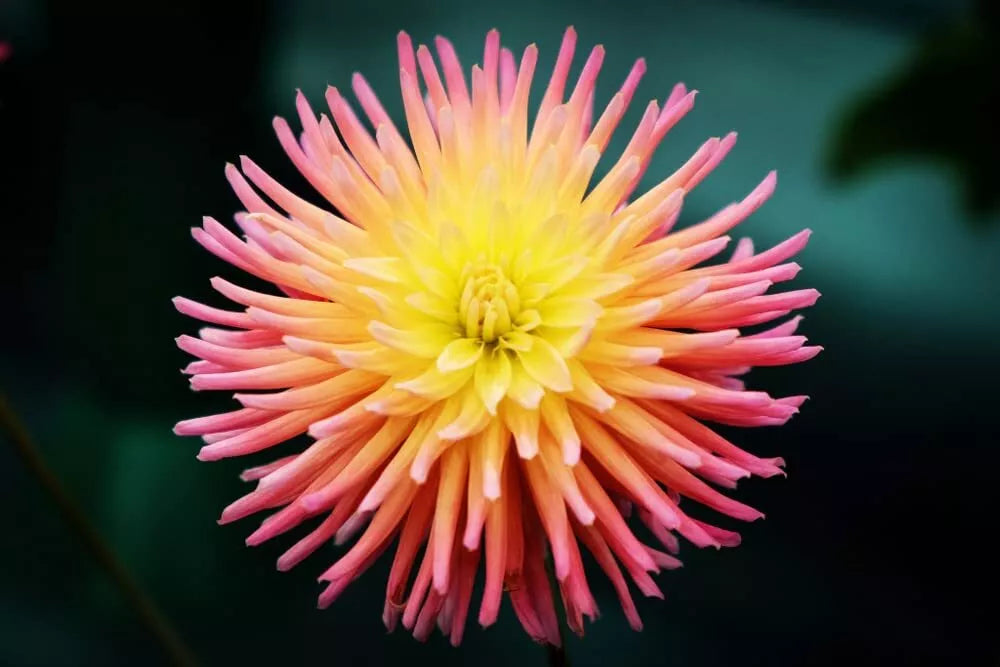 Cactus Dahlia Seeds - Mixed Color, 50+ Seeds, Dahlia pinnata, Full Sun, Easy to Grow, USA Grown, Vibrant Garden Flowers