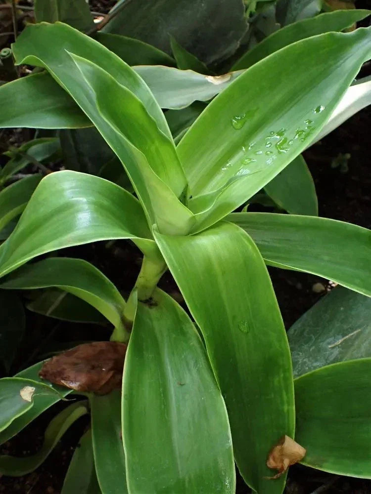 Basket Plant Cuttings (5) - Fast-Growing Callisia Fragans for Indoor Gardening