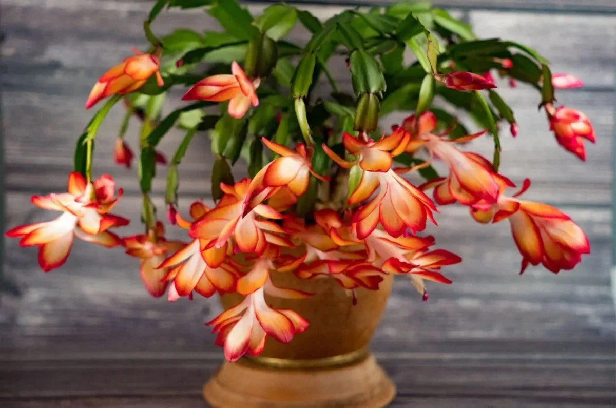 Schlumbergera truncata - Thanksgiving Cactus Indoor Plant with Colorful Winter Blooms