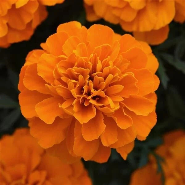 Marigold Seeds 25 Pack - Orange Blooms Heirloom Annual Tagetes erecta Edible & Medicinal Flowers