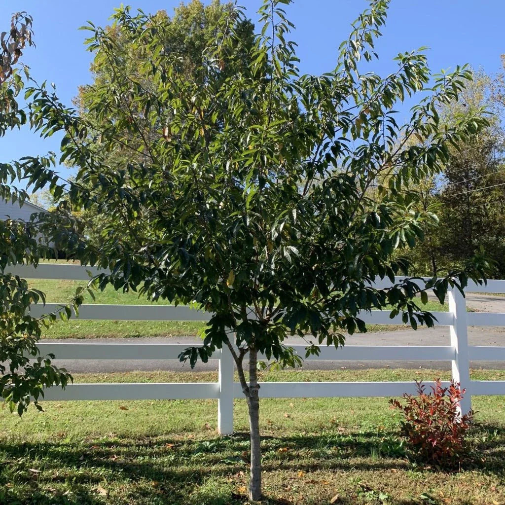 Carolina Buckthorn Live Plant Bare Root 12-18 Inches Frangula caroliniana Shrub Tree for Wildlife Garden