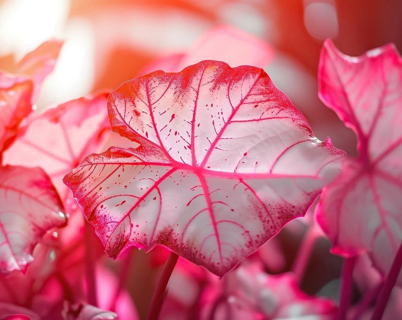 Caladium Bulbs 6-Pack - Sweetheart Variety - Heart-Shaped Foliage - Caladium bicolor for Shade Gardens
