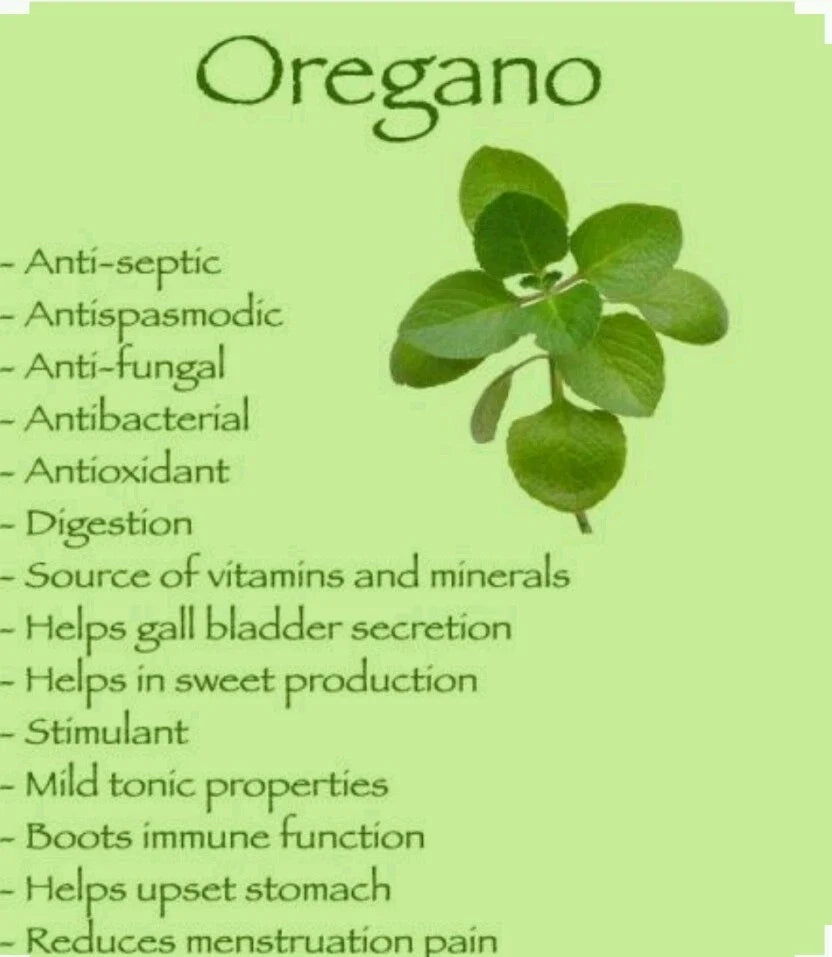 Italian Oregano Seeds - Organic Non-GMO Open Pollinated Herb Seeds for Culinary Gardens - Origanum vulgare subsp. hirtum