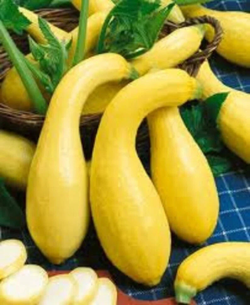 Yellow Crookneck Squash Seeds - 25+ Heirloom Non-GMO Organic Summer Seeds