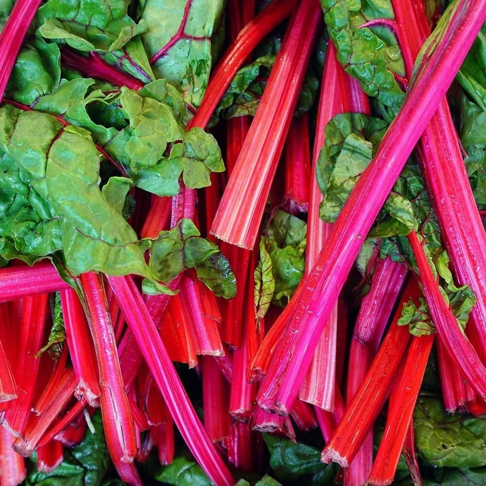 Rhubarb Red Swiss Chard Seeds 50 Pack - Heirloom NON-GMO Vegetable Seeds Beta vulgaris