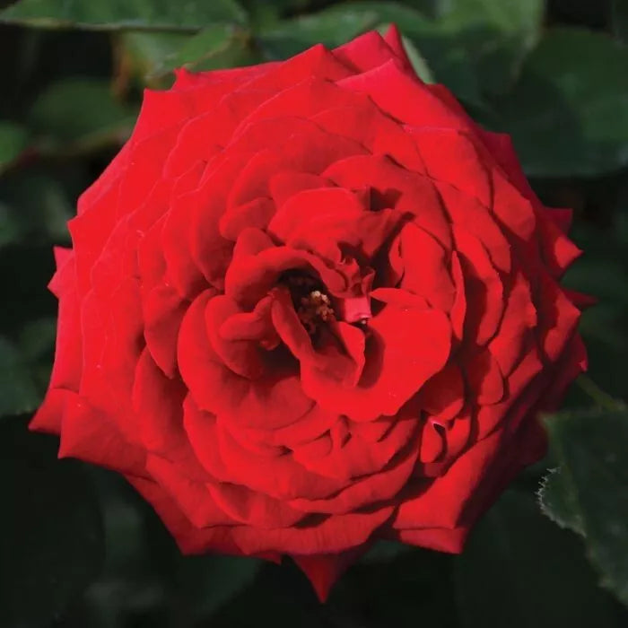 Kashmir Rose Cuttings - 4 Live Everbloom Shrub Bush - Rosa 'Kashmir'