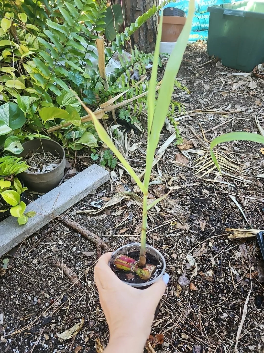 Hilo Buddha Belly Sugarcane Plant - Variegated Organic Starter Plant Saccharum officinarum