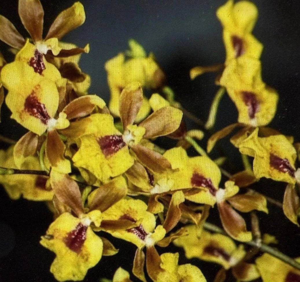 Orchid Plant 2-Inch Pot Oncidesa Hwuluduen Chameleon Hybrid Orchid, Colorful Indoor Flowering Plant