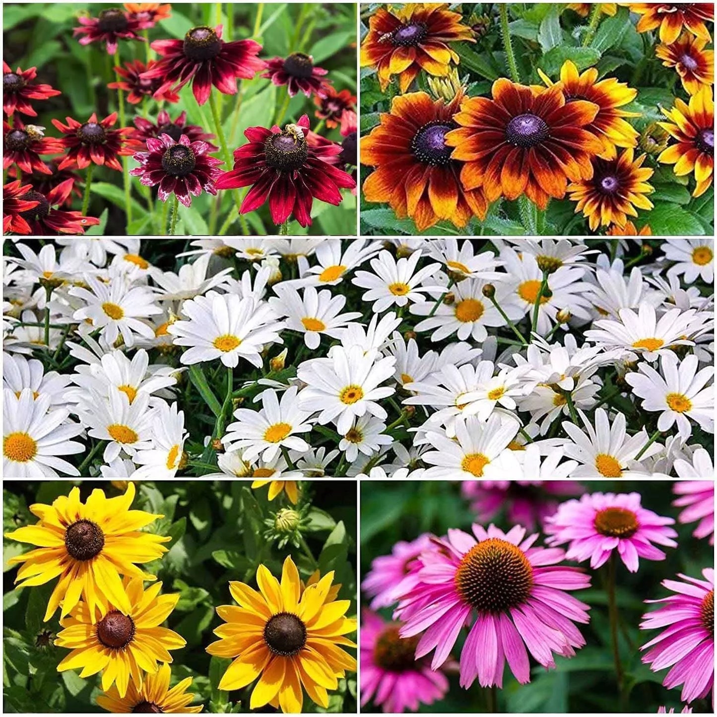 Mixed Color Coneflower Seeds - 1,000 Pack - Easy Grow Perennial Flowers - Echinacea purpurea Seeds